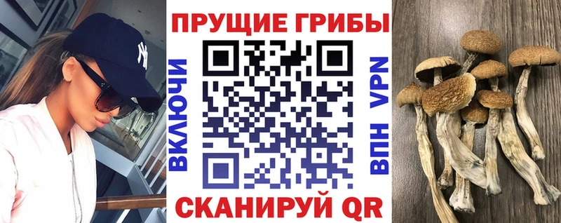 продажа наркотиков  Никольское  Псилоцибиновые грибы ЛСД 